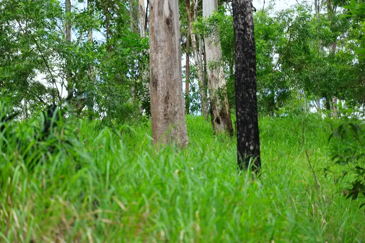 Sixth view of Homely rural property listing, Lot 177 Bellthorpe Road, Conondale QLD 4552