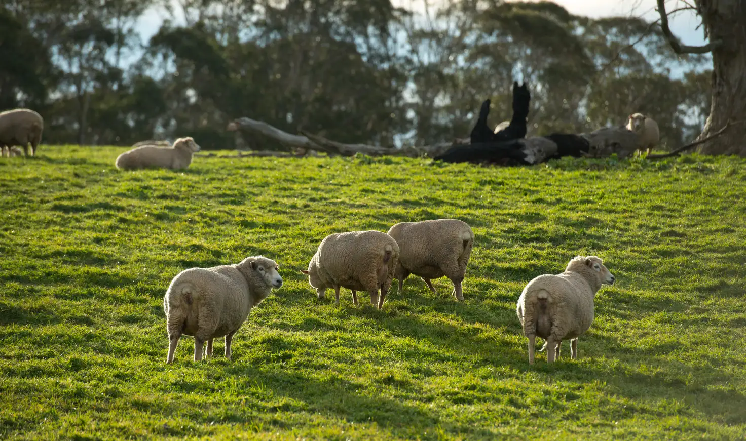 Main view of Homely rural property listing, Allot. 19 & 20 Mooree-Culla Road, Culla VIC 3315