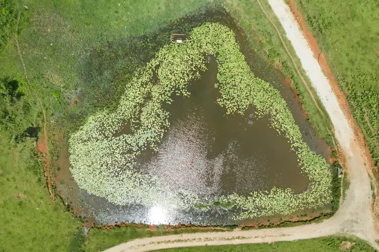 Fifth view of Homely rural property listing, 54 Bald Mountain Road, Limpinwood NSW 2484
