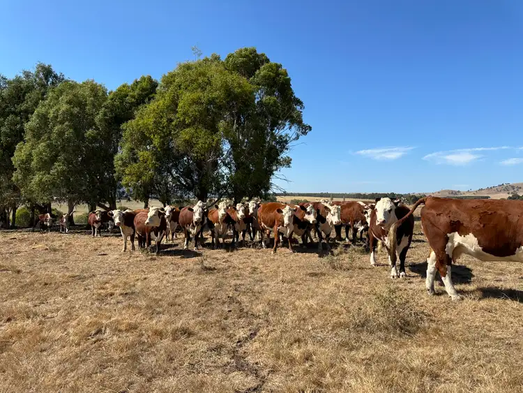 Second view of Homely rural property listing, 180 Mannus Flats Road, Mannus NSW 2653