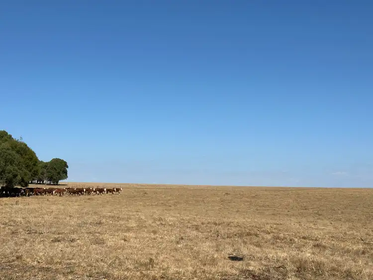 Third view of Homely rural property listing, 180 Mannus Flats Road, Mannus NSW 2653