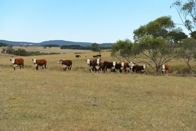 Fourth view of Homely rural property listing, 166 Glenroy Lake Road, Tumbarumba NSW 2653