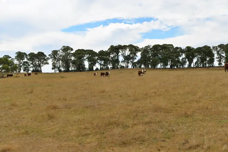 Fifth view of Homely rural property listing, 166 Glenroy Lake Road, Tumbarumba NSW 2653