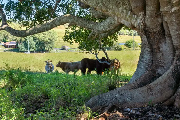 Seventh view of Homely rural property listing, 258-280 Haigslea Malabar Road, Haigslea QLD 4306