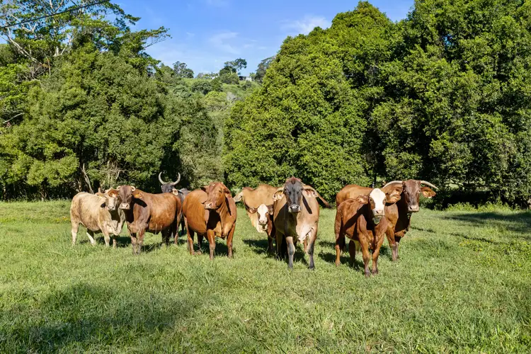 Fifth view of Homely rural property listing, 222 Urliup Road, Bilambil NSW 2486