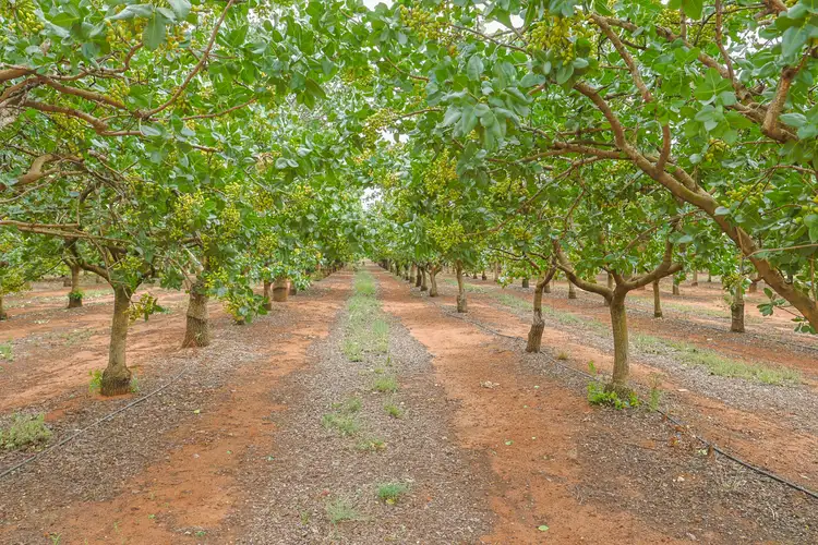Third view of Homely rural property listing, 23 Willox Road, Swan Hill VIC 3585