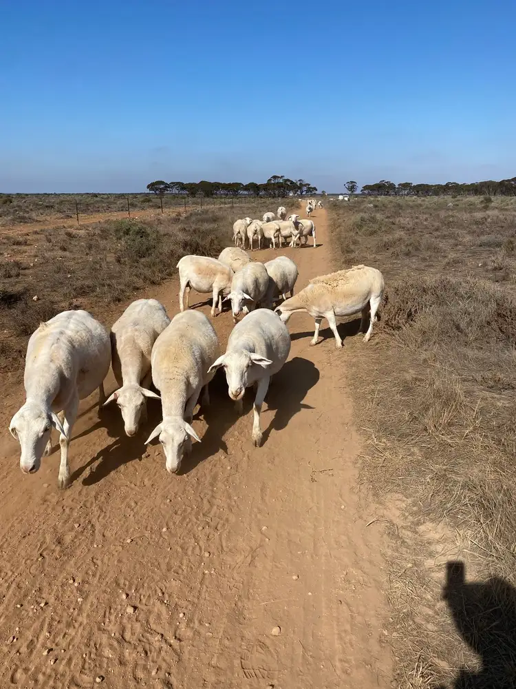 Fifth view of Homely rural property listing, Sec 66 Hundred of Brownlow, Brownlow SA 5374