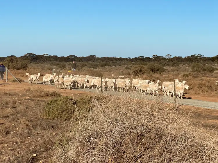 Sixth view of Homely rural property listing, Sec 66 Hundred of Brownlow, Brownlow SA 5374