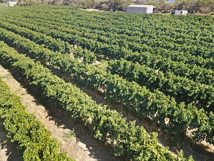 Third view of Homely rural property listing, 314 Costello Road, Loveday SA 5345