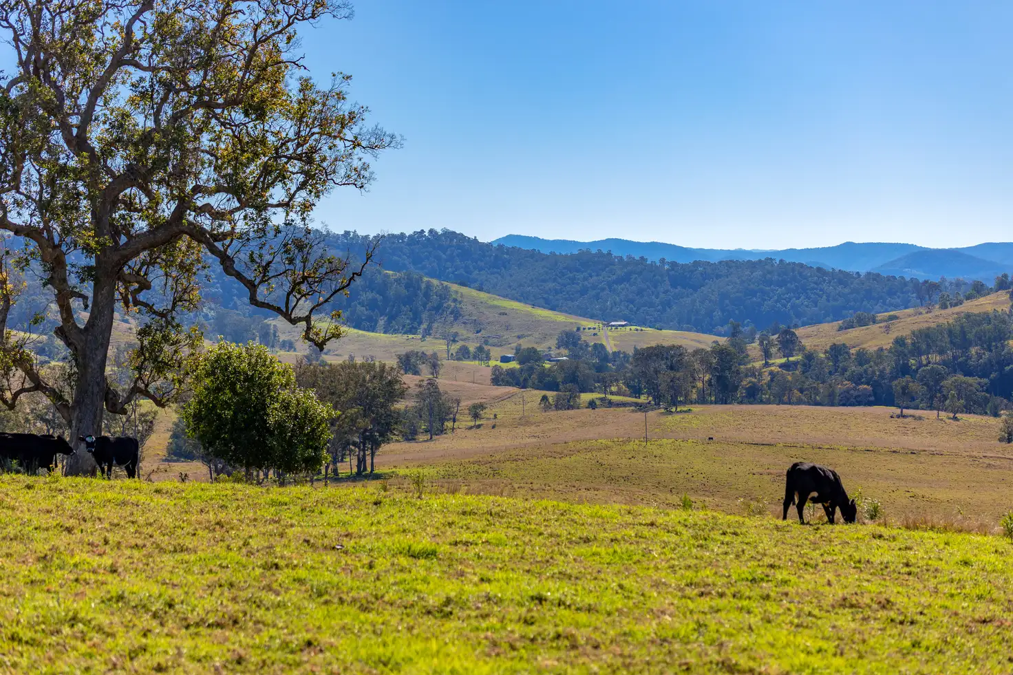 Main view of Homely rural property listing, 834 Bakers Creek Road, Bakers Creek NSW 2422