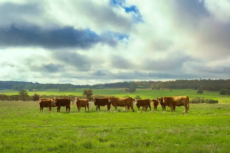 Second view of Homely rural property listing, 486 Corser Road, Wandering WA 6308