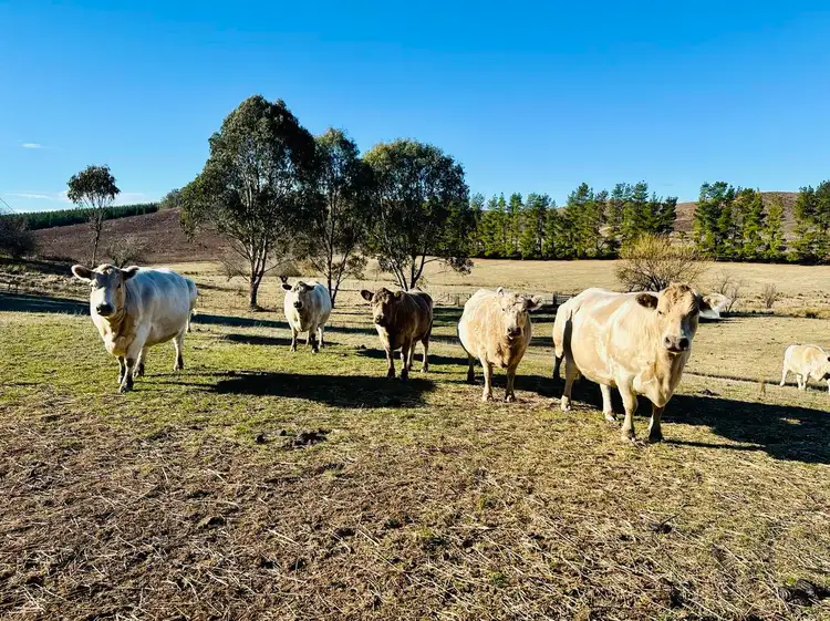 Third view of Homely rural property listing, 233 Logans Road, Tumbarumba NSW 2653