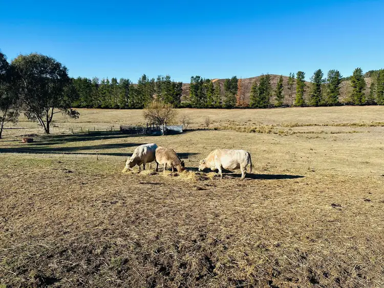 Fourth view of Homely rural property listing, 233 Logans Road, Tumbarumba NSW 2653