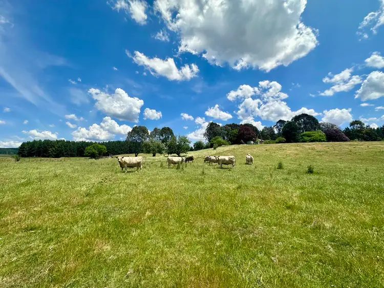 Fifth view of Homely rural property listing, 233 Logans Road, Tumbarumba NSW 2653