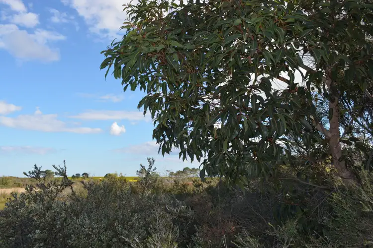 Sixth view of Homely rural property listing, 53 Orchid Road, Hopetoun WA 6348