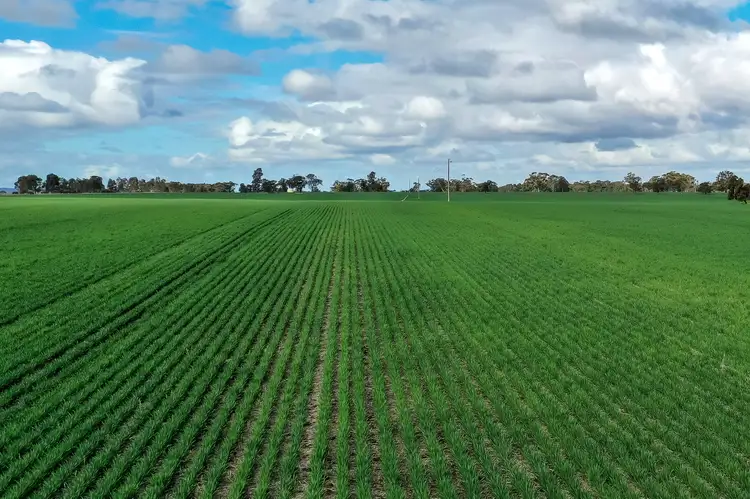 Fourth view of Homely rural property listing, 252 Soldiers Road, Marnoo West VIC 3387