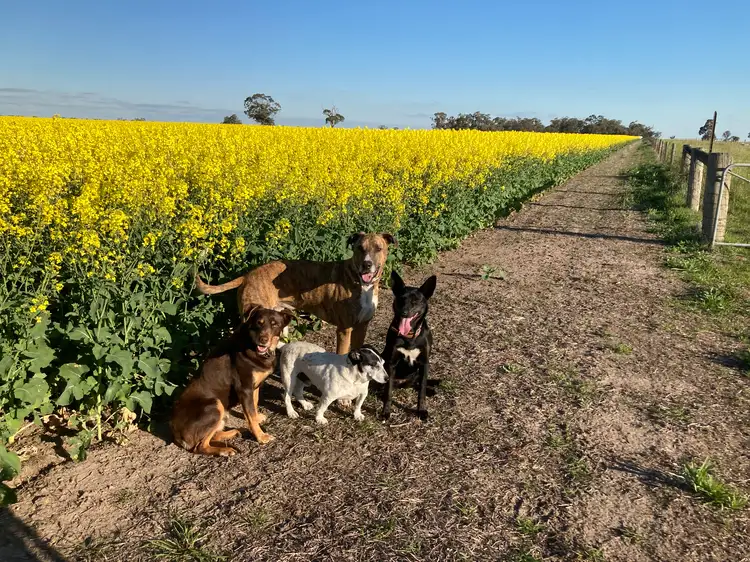 Fifth view of Homely rural property listing, 252 Soldiers Road, Marnoo West VIC 3387