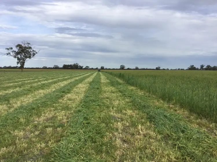 Sixth view of Homely rural property listing, 252 Soldiers Road, Marnoo West VIC 3387