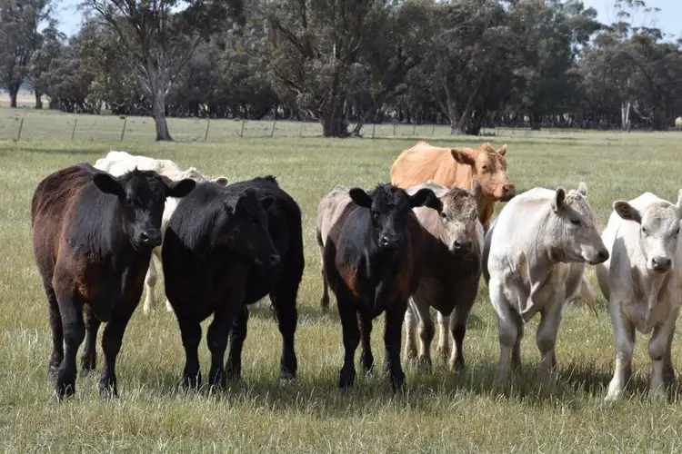 Greendale Wyrra Lane, West Wyalong NSW 2671