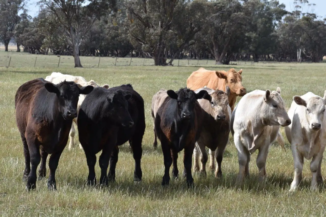 Main view of Homely rural property listing, Greendale Wyrra Lane, West Wyalong NSW 2671