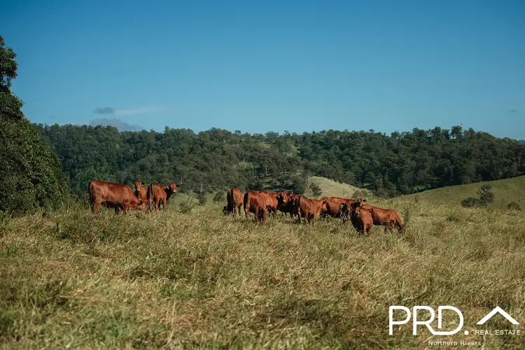 Main view of Homely rural property listing, Lot 27, 46 Lynches Creek Road, Wiangaree NSW 2474