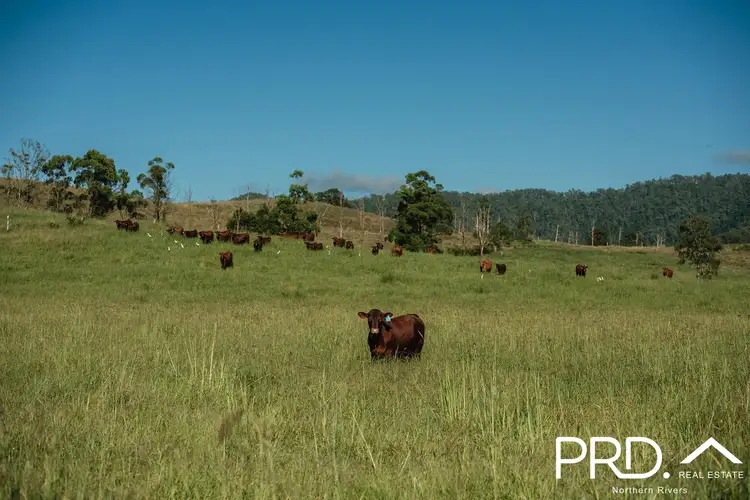 Third view of Homely rural property listing, Lot 27, 46 Lynches Creek Road, Wiangaree NSW 2474
