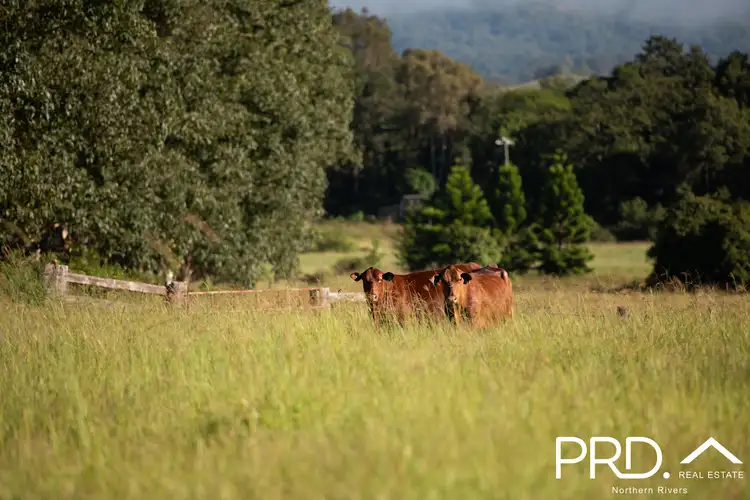 Seventh view of Homely rural property listing, Lot 27, 46 Lynches Creek Road, Wiangaree NSW 2474