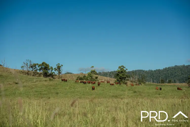 Fourth view of Homely rural property listing, Lot 28, 46 Lynches Creek Road, Wiangaree NSW 2474