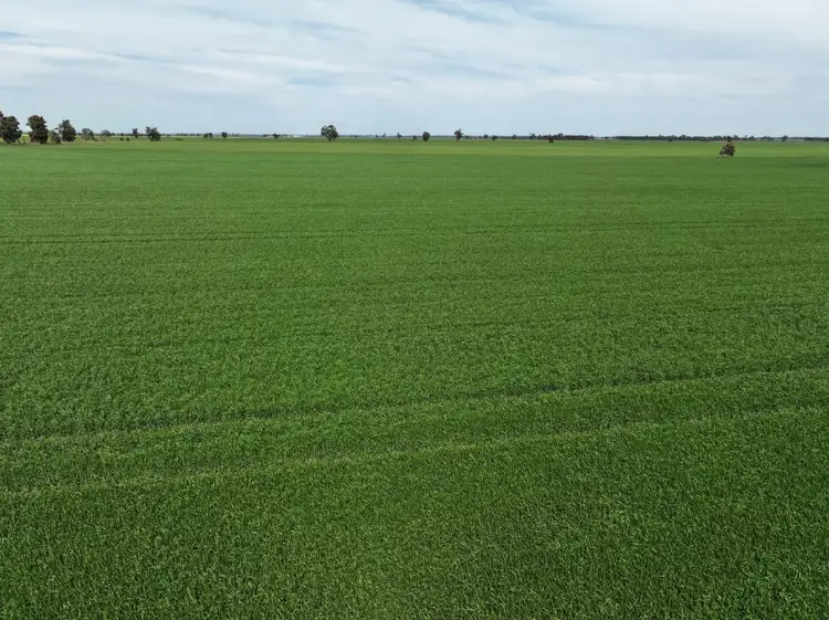 Main view of Homely rural property listing, 849 Brushwood North Rd, Coolamon NSW 2701