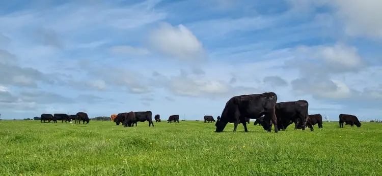 Second view of Homely rural property listing, 314 Beaton Road, Tantanoola SA 5280