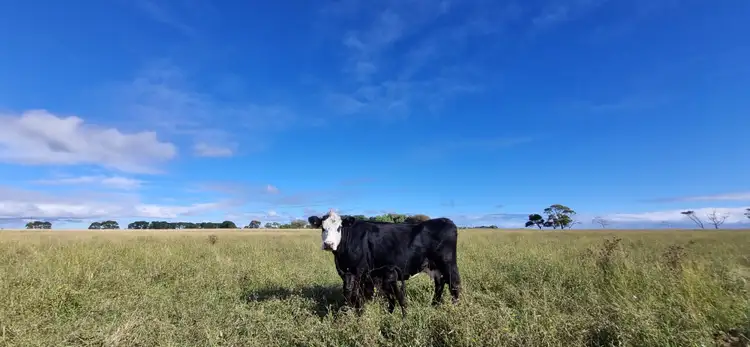 Third view of Homely rural property listing, 314 Beaton Road, Tantanoola SA 5280