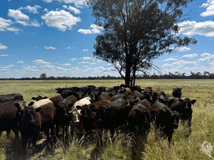 Third view of Homely rural property listing, 1857 Stumpy Lane, Wee Waa NSW 2388