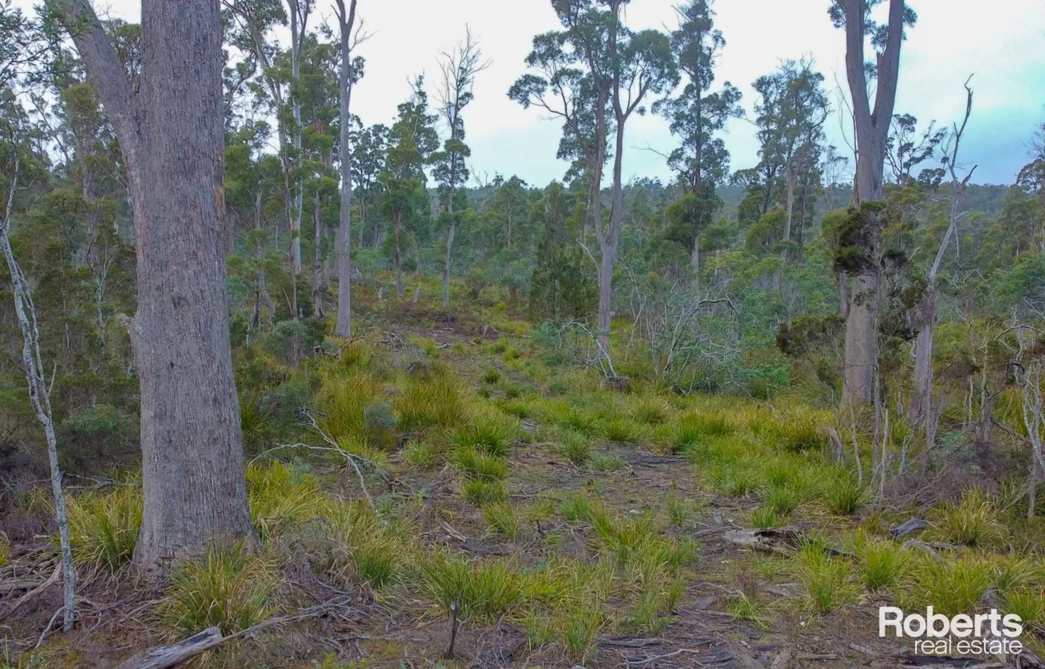 Main view of Homely rural property listing, 608 Lilydale Road, Underwood TAS 7268