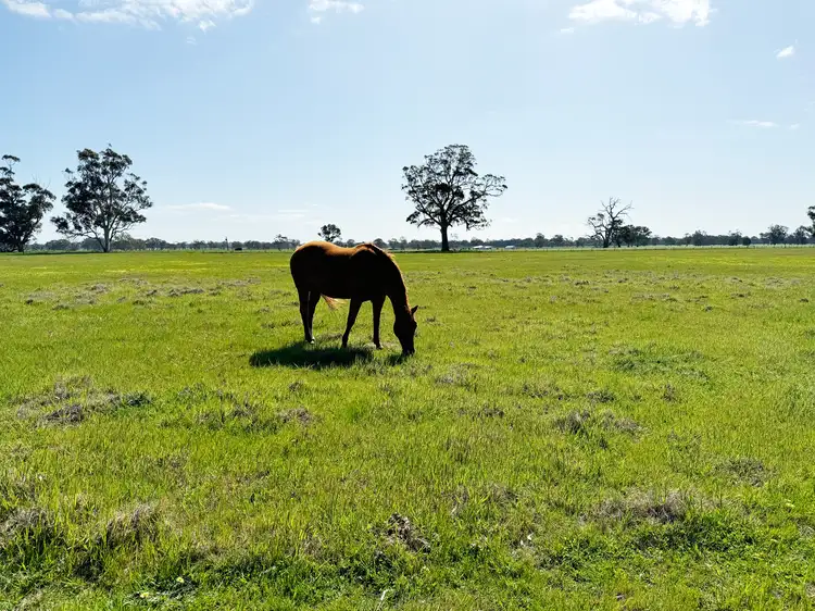 Seventh view of Homely rural property listing, Lot 25 Walla-Walla Road, Naracoorte SA 5271