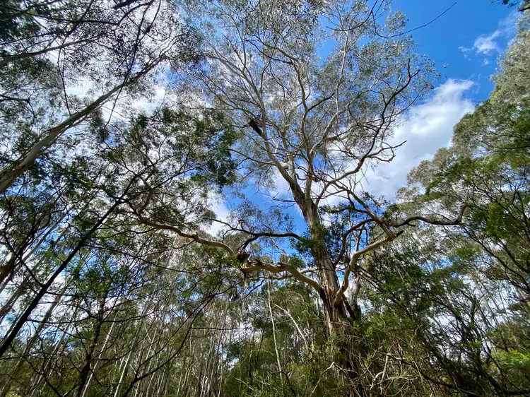 Fifth view of Homely land listing, 2 Wilson Lane, Majors Creek NSW 2622
