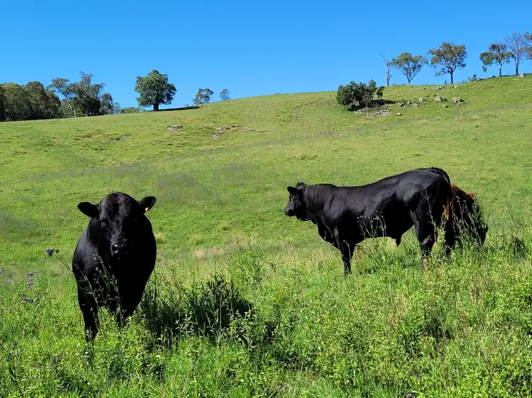 Main view of Homely rural property listing, 552 Neringla Road, Neringla NSW 2622