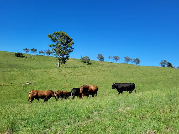 Fourth view of Homely rural property listing, 552 Neringla Road, Neringla NSW 2622