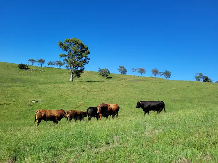 Fifth view of Homely rural property listing, 552 Neringla Road, Neringla NSW 2622