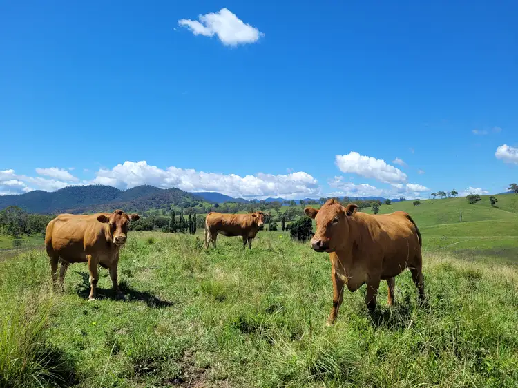 Fourth view of Homely rural property listing, 472 Neringla Road, Neringla NSW 2622