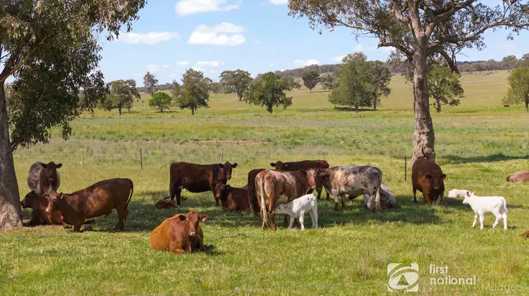 1235 Durridgere Road, Mudgee NSW 2850