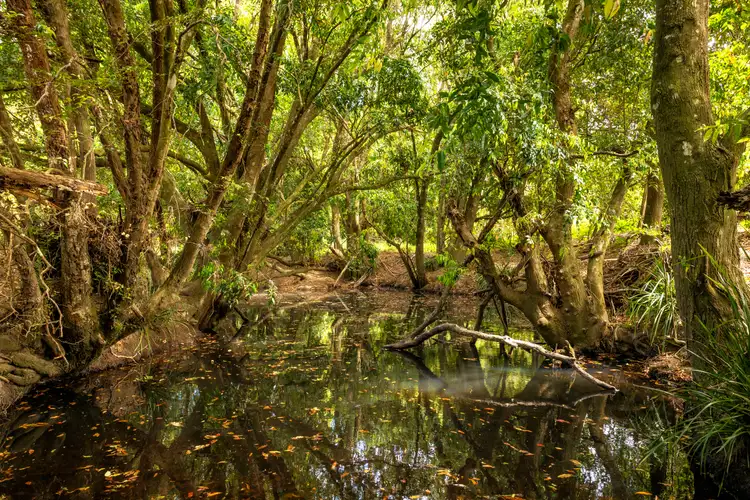 Second view of Homely rural property listing, 120 Norries Road, Bunyah NSW 2429