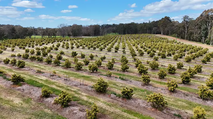 Fourth view of Homely rural property listing, Proposed Lot 501 Hawke Road (Yeagarup), Pemberton WA 6260