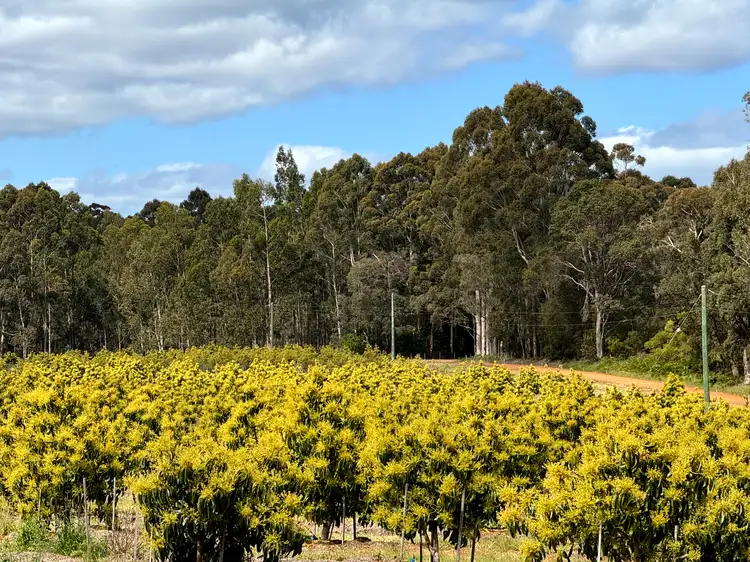 Sixth view of Homely rural property listing, Proposed Lot 501 Hawke Road (Yeagarup), Pemberton WA 6260