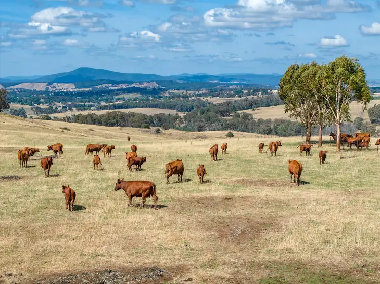 Third view of Homely rural property listing, 1100 Batlow Road, Tumbarumba NSW 2653