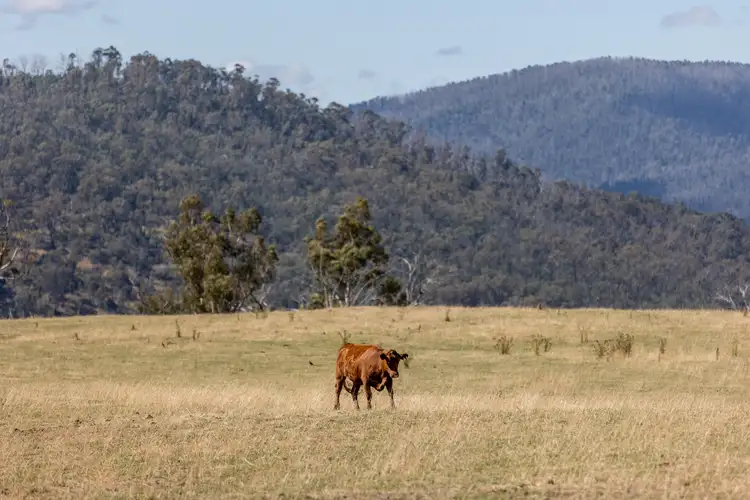 Sixth view of Homely rural property listing, 1100 Batlow Road, Tumbarumba NSW 2653