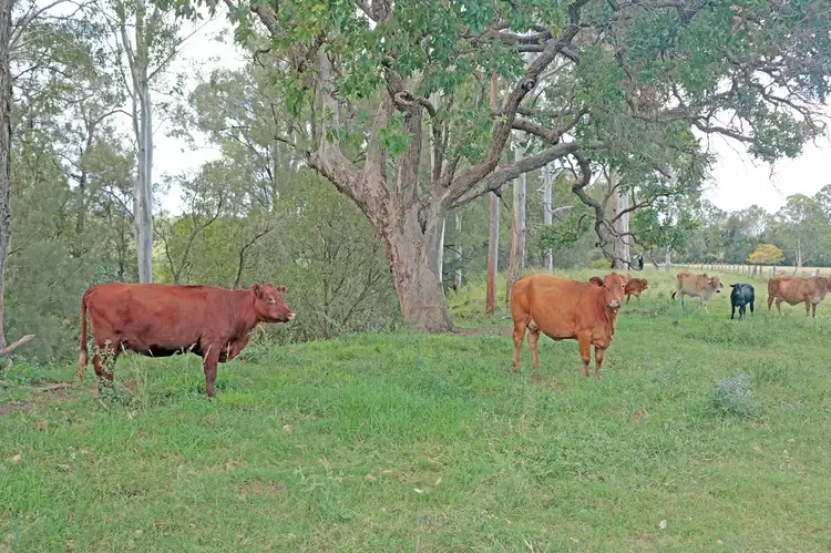 Second view of Homely rural property listing, 154 Staatz Road, Moonford QLD 4630