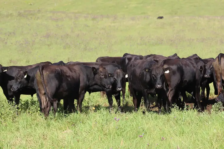 Fifth view of Homely rural property listing, 'Three Pines' 127 & 153 Bakers Creek Road, Bakers Creek NSW 2422