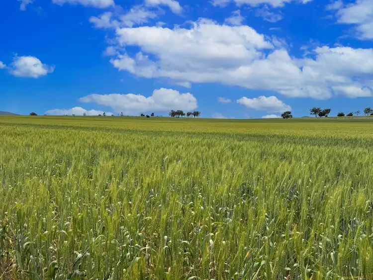 Fourth view of Homely rural property listing, 377 Coocooboonah Lane, Gunnedah NSW 2380