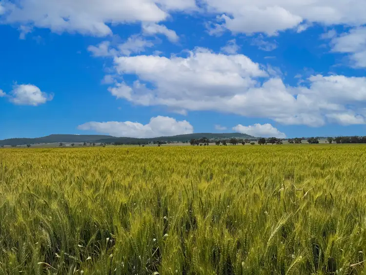 Fifth view of Homely rural property listing, 377 Coocooboonah Lane, Gunnedah NSW 2380