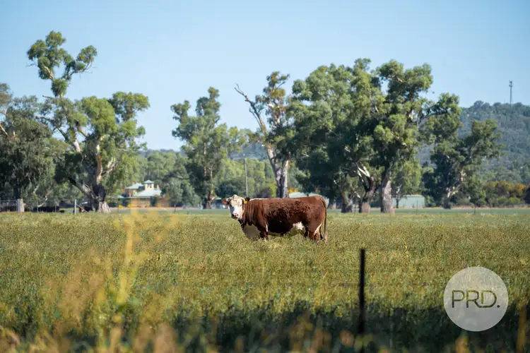 Second view of Homely rural property listing, 111 River Road, Wagga Wagga NSW 2650